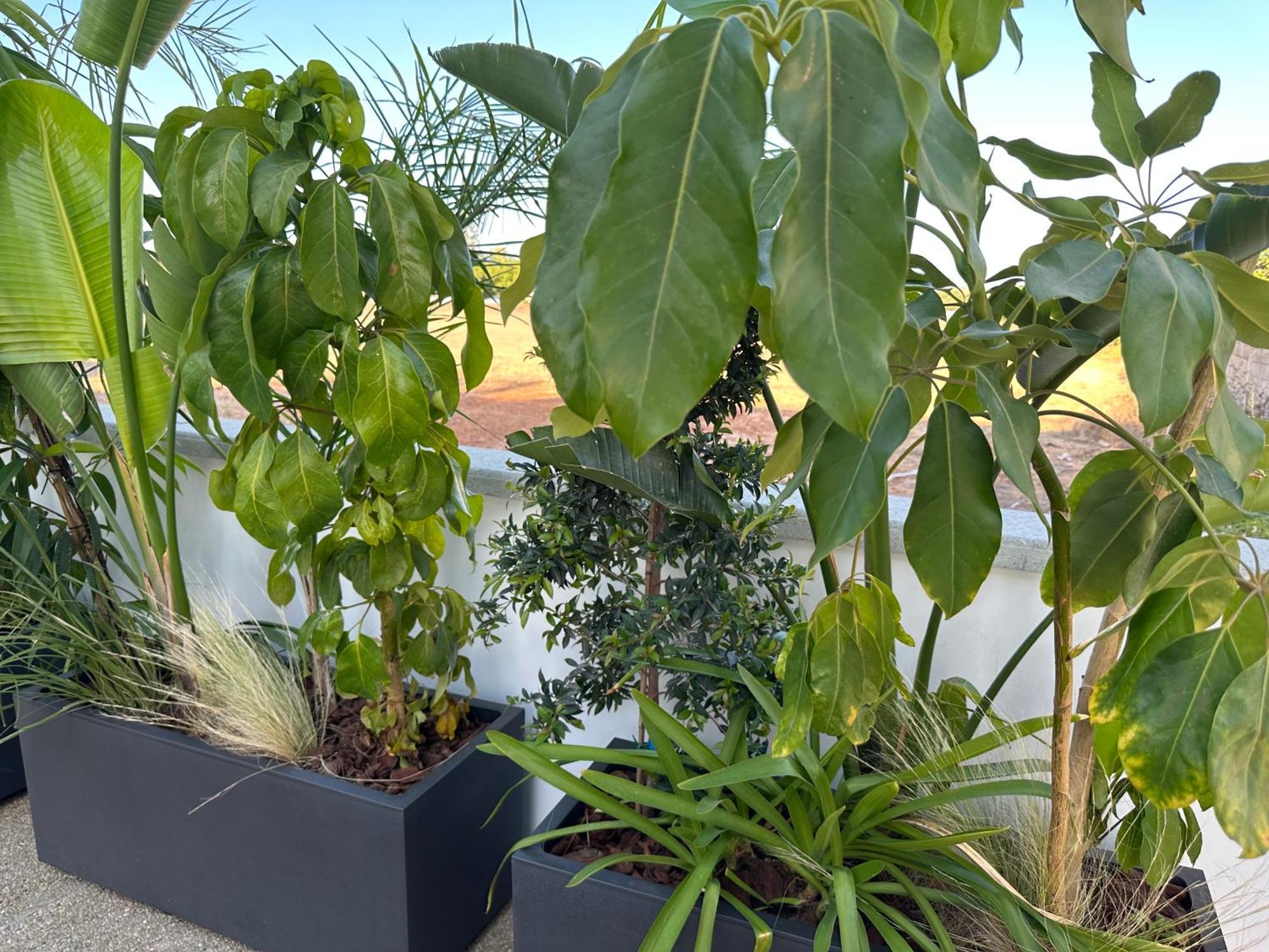 Valerian Palm - Napa's Secret Escape