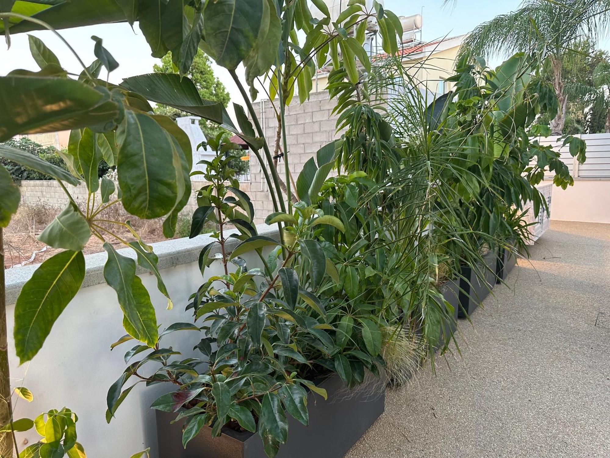 Villaer Valerian Palm - Napa's Secret Escape *